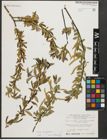 Foto von Salix triandra subsp. amygdalina (L.) Schübl. & G. Martens